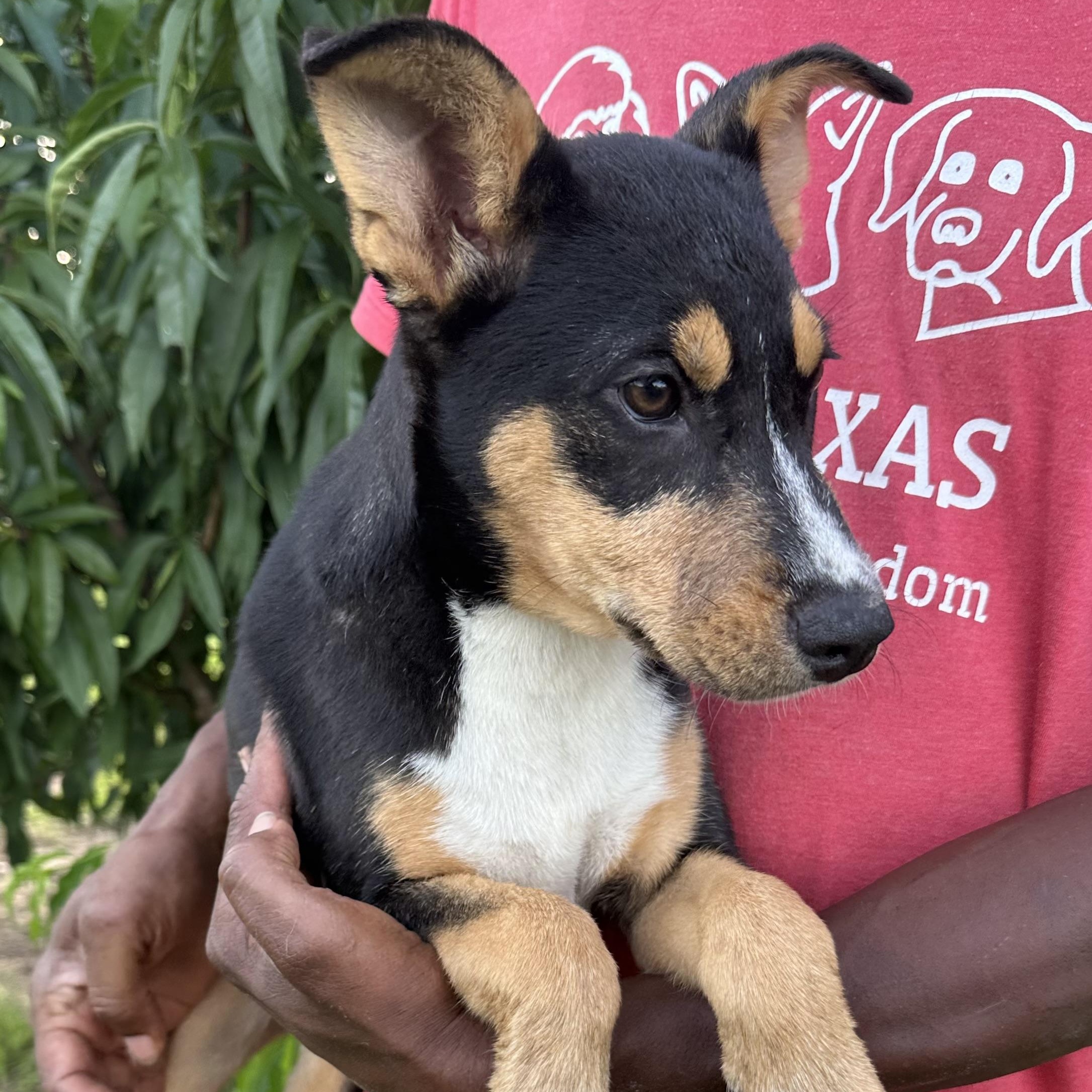 Sandy - Local August 28-30, an adoptable mixed breed in Hillsboro, OR image 3/6