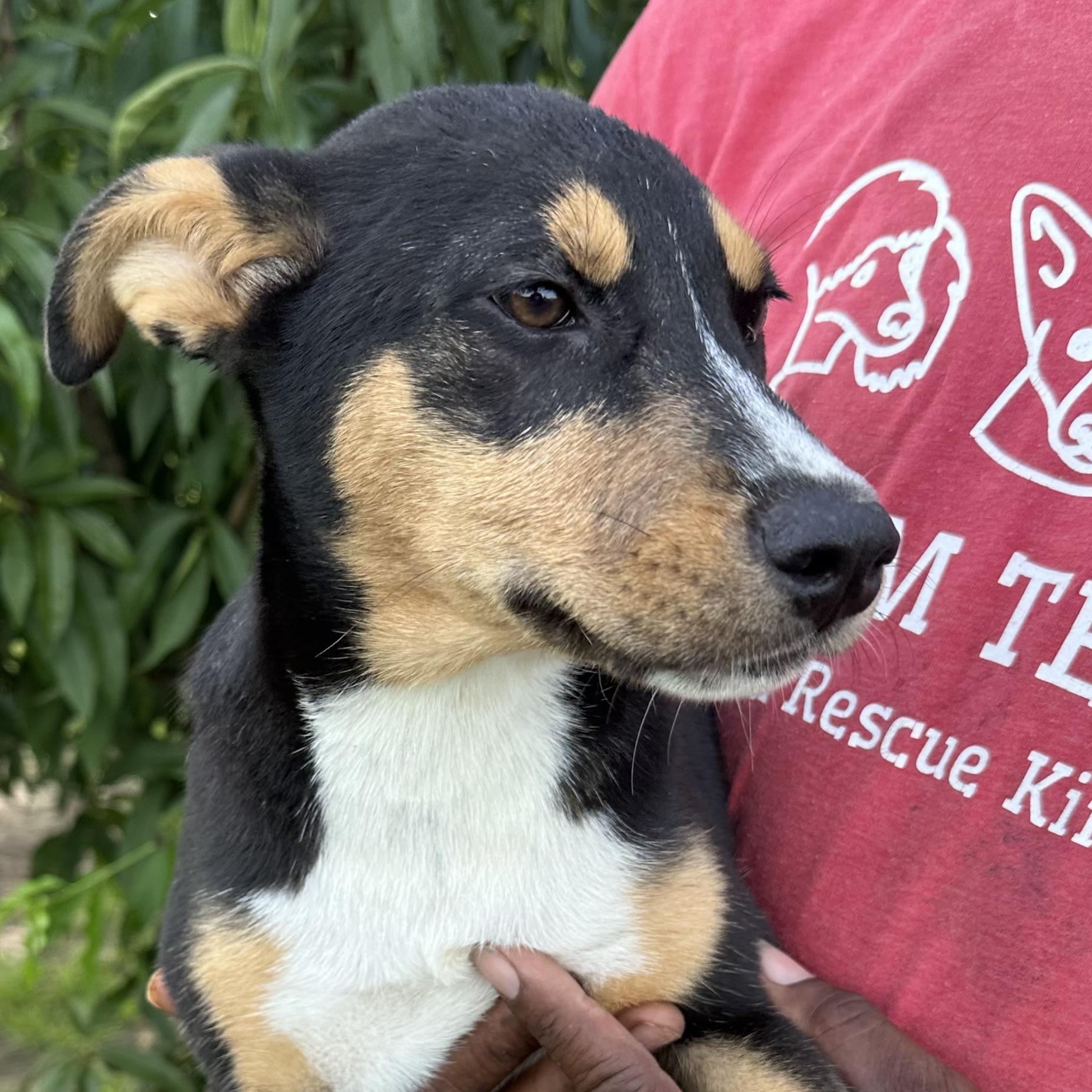 Sandy - Local August 28-30, an adoptable mixed breed in Hillsboro, OR image 5/6