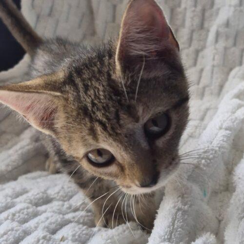 Enlarge Frannie j, a Adopted Domestic Short Hair in Tampa, FL image 1/1