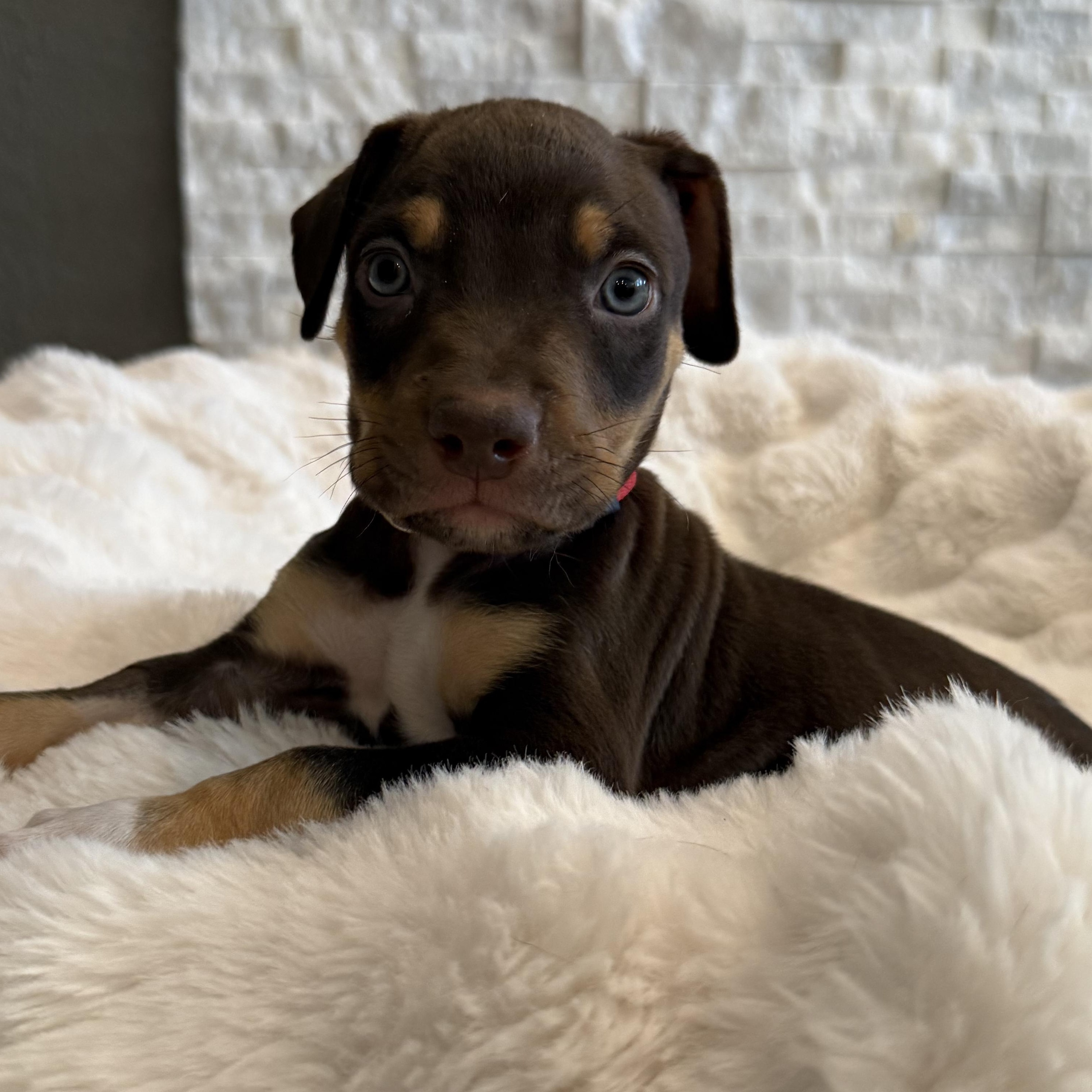 Sebastian