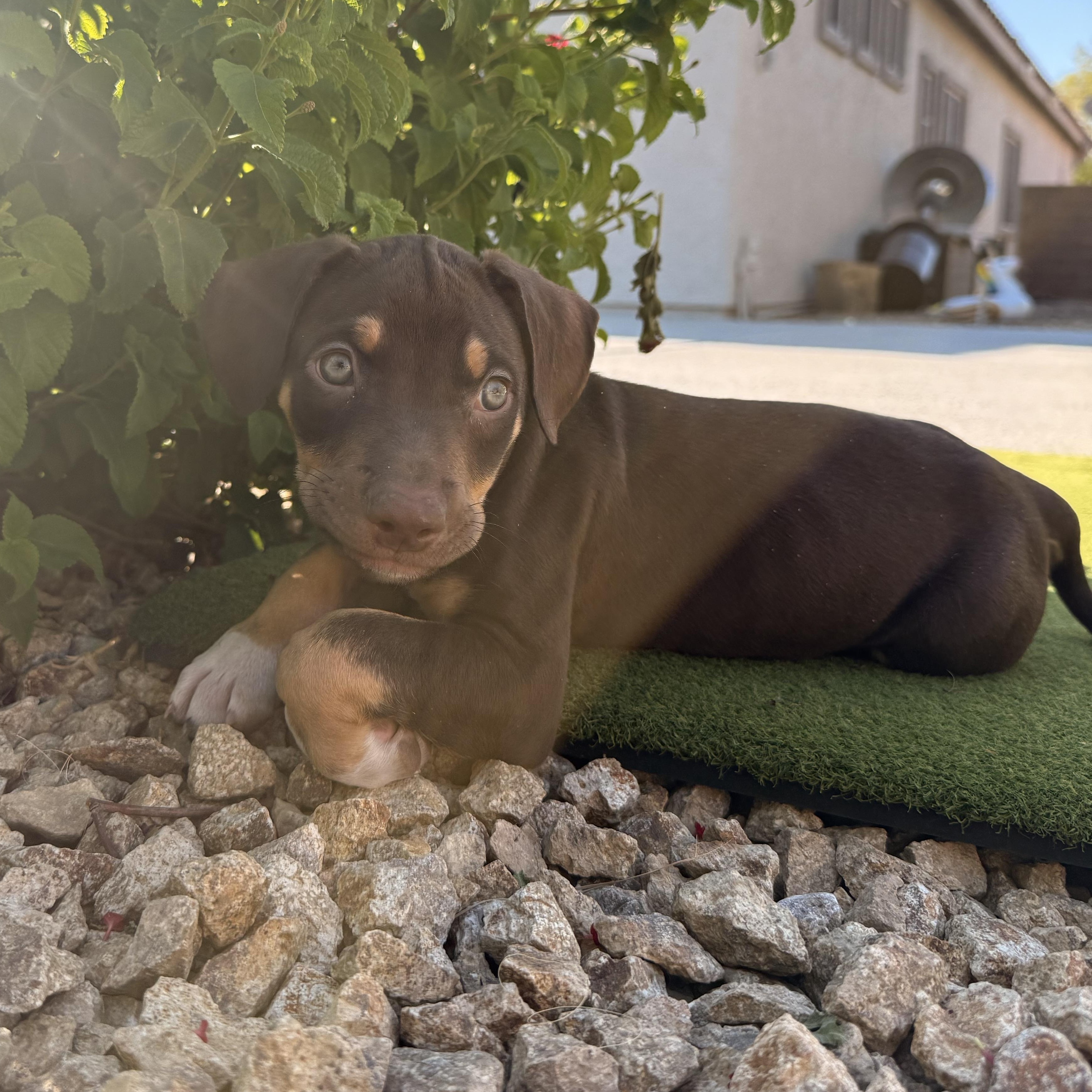 Sebastian