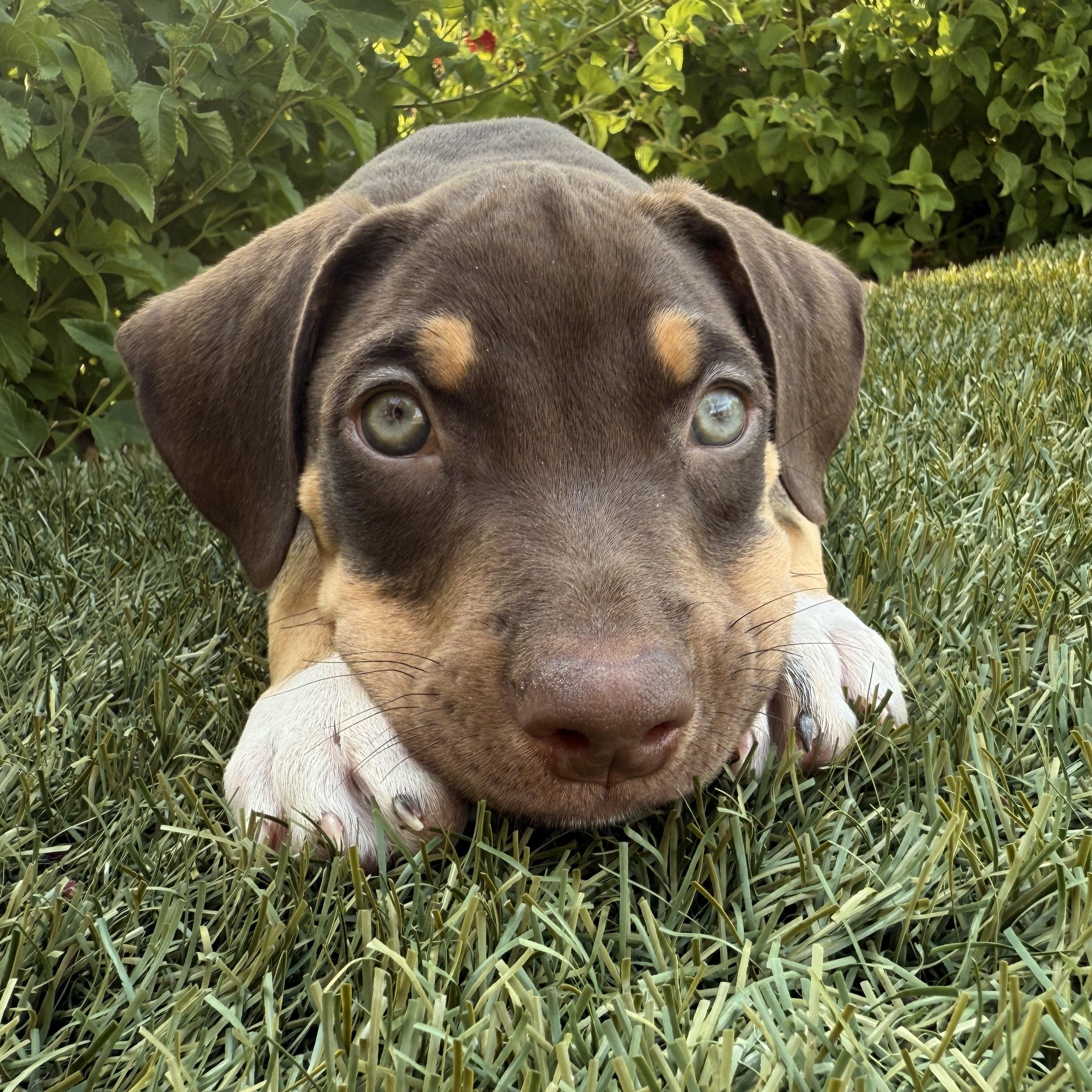 Sebastian