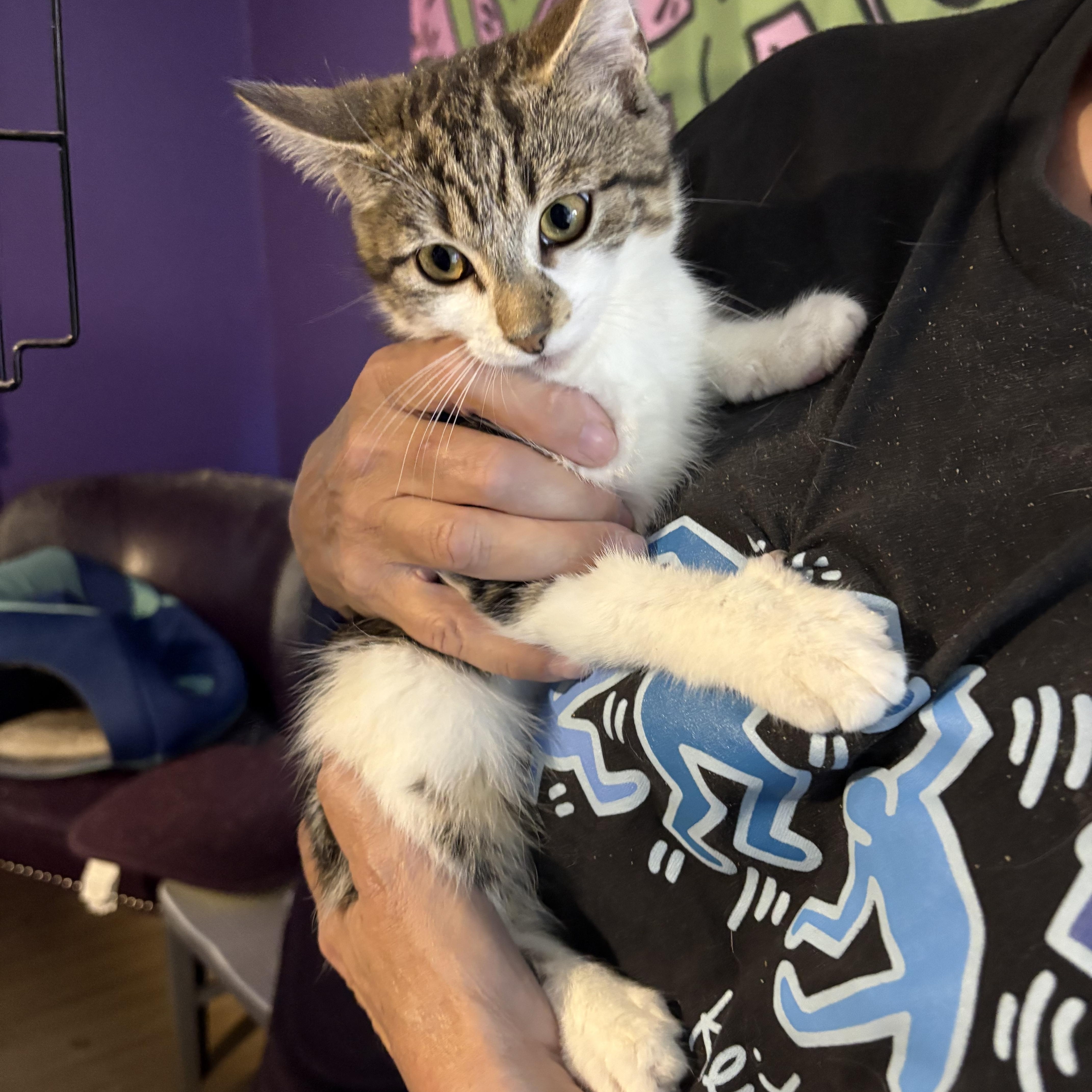 George(ia), Adoptable, Kitten Female Domestic Short Hair & Tabby.