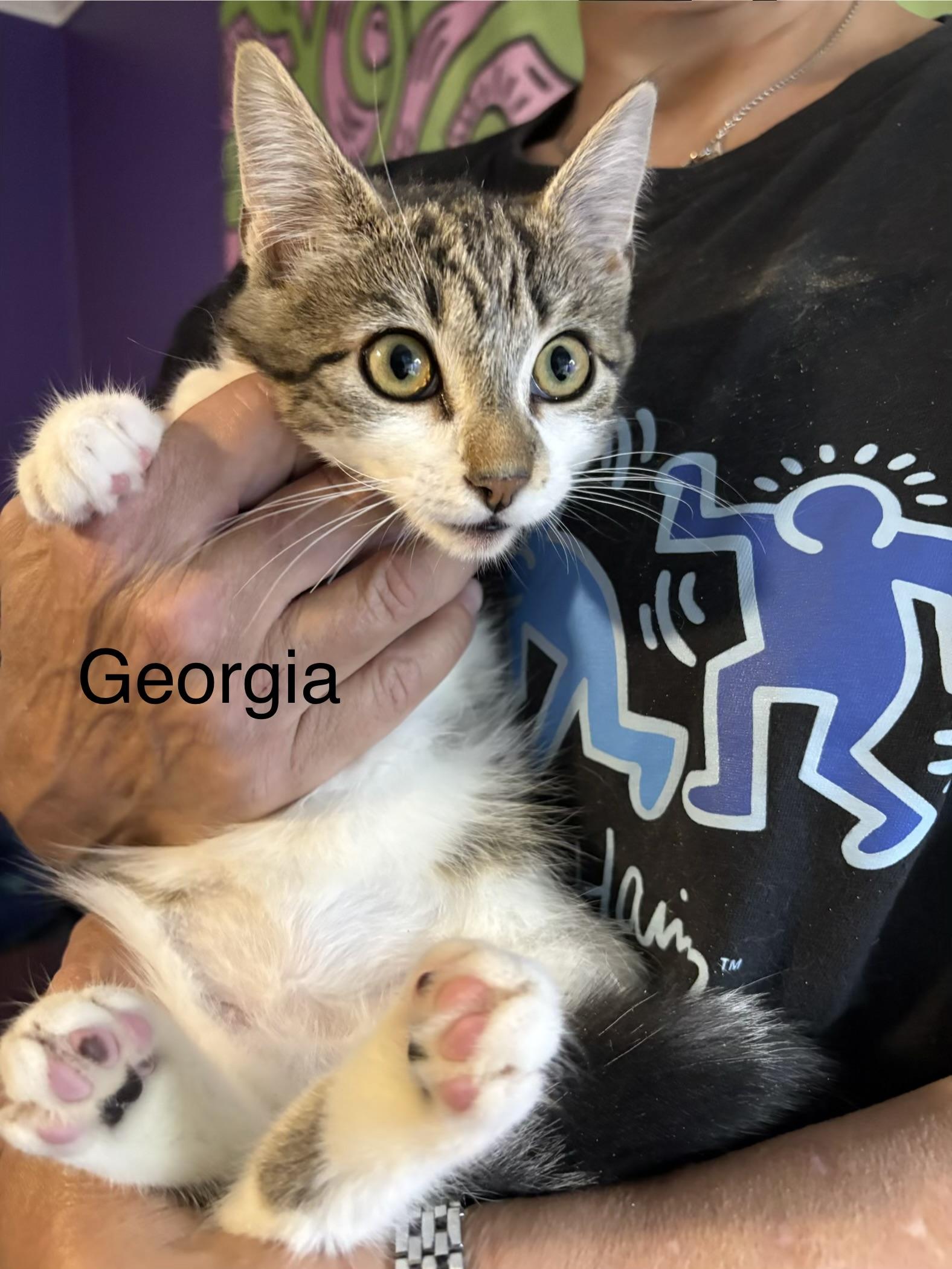 Enlarge George(ia), a Adoptable mixed breed in Roslyn Heights, NY image 2/2