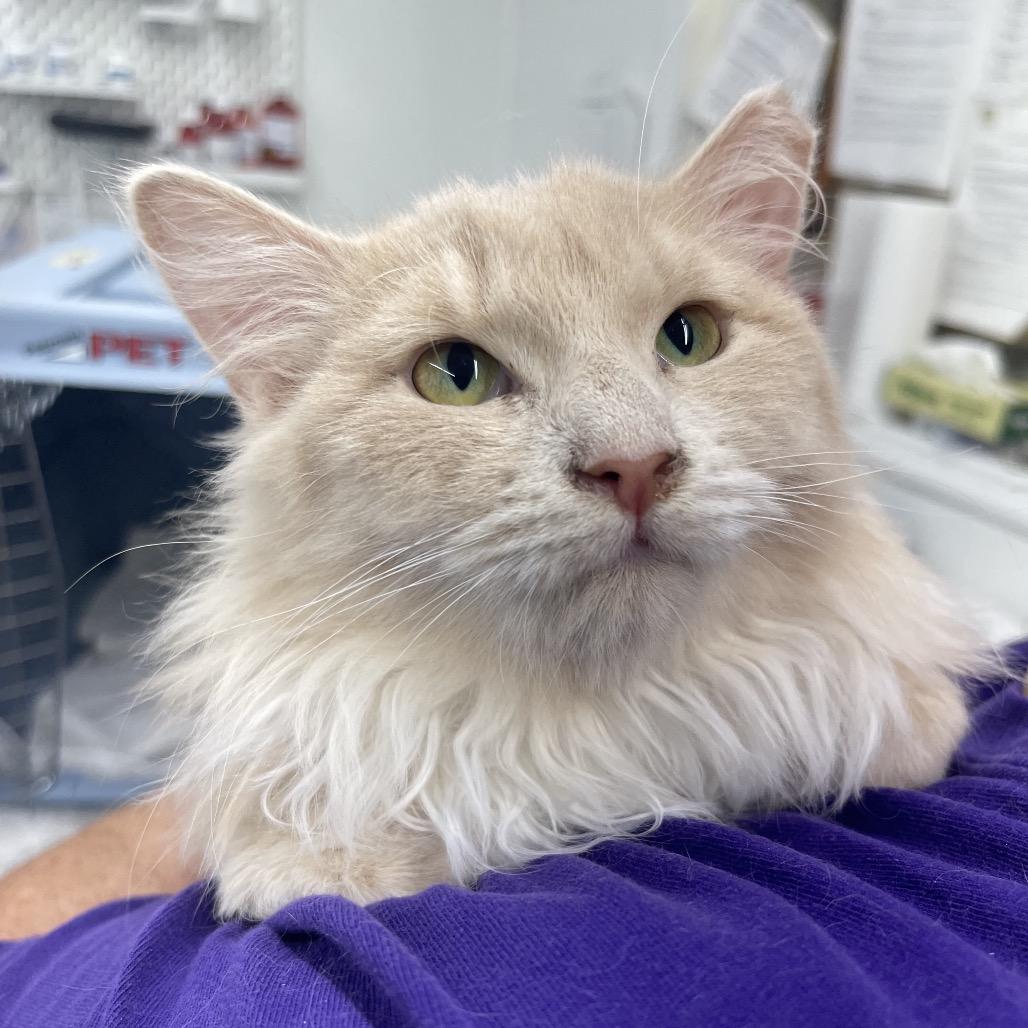 Buffy, Adoptable, Kitten Female Domestic Medium Hair.