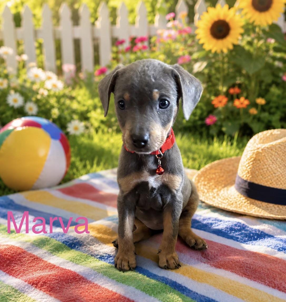 Marva, adopted, Puppy Female Beagle & Dachshund.