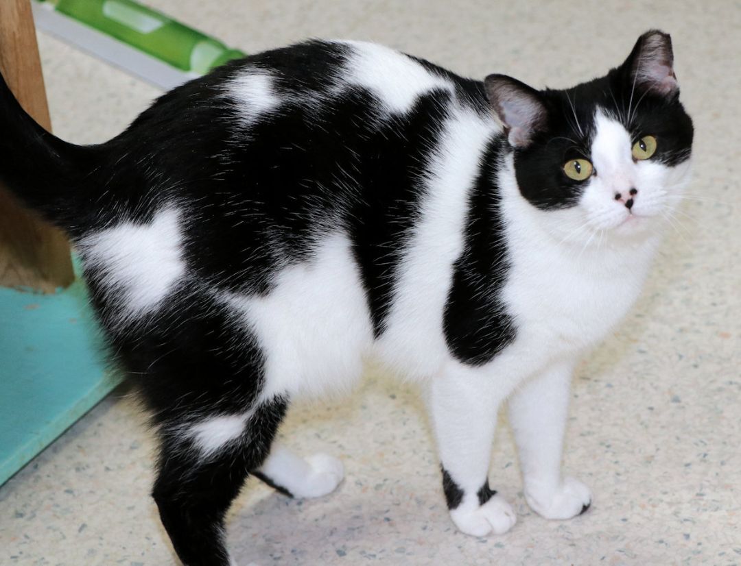 Marie, a Adoptable Domestic Short Hair in Cincinnati, OH image 5/6