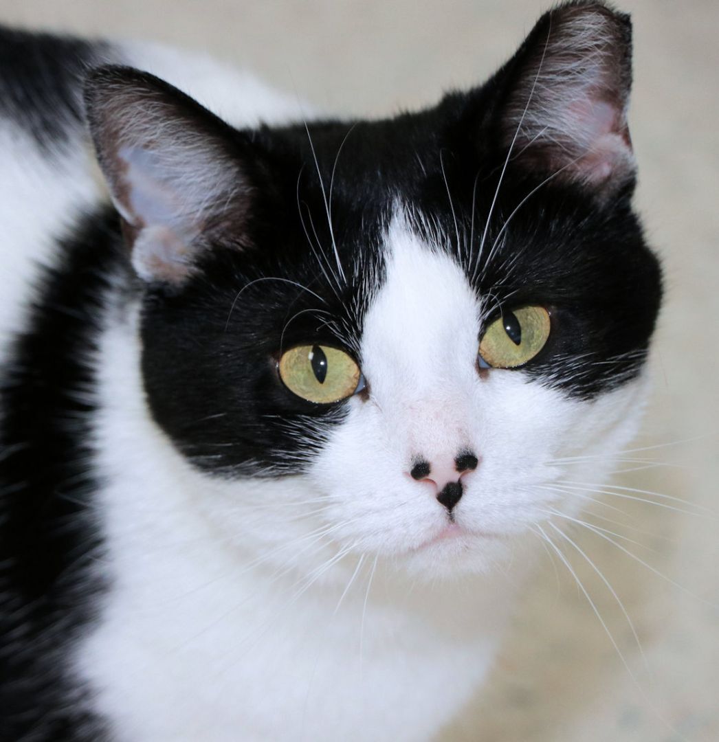 Marie, a Adoptable Domestic Short Hair in Cincinnati, OH image 1/6