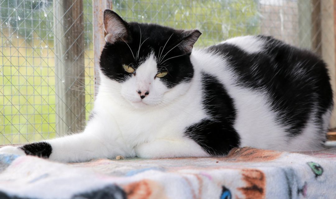 Marie, a Adoptable Domestic Short Hair in Cincinnati, OH image 6/6