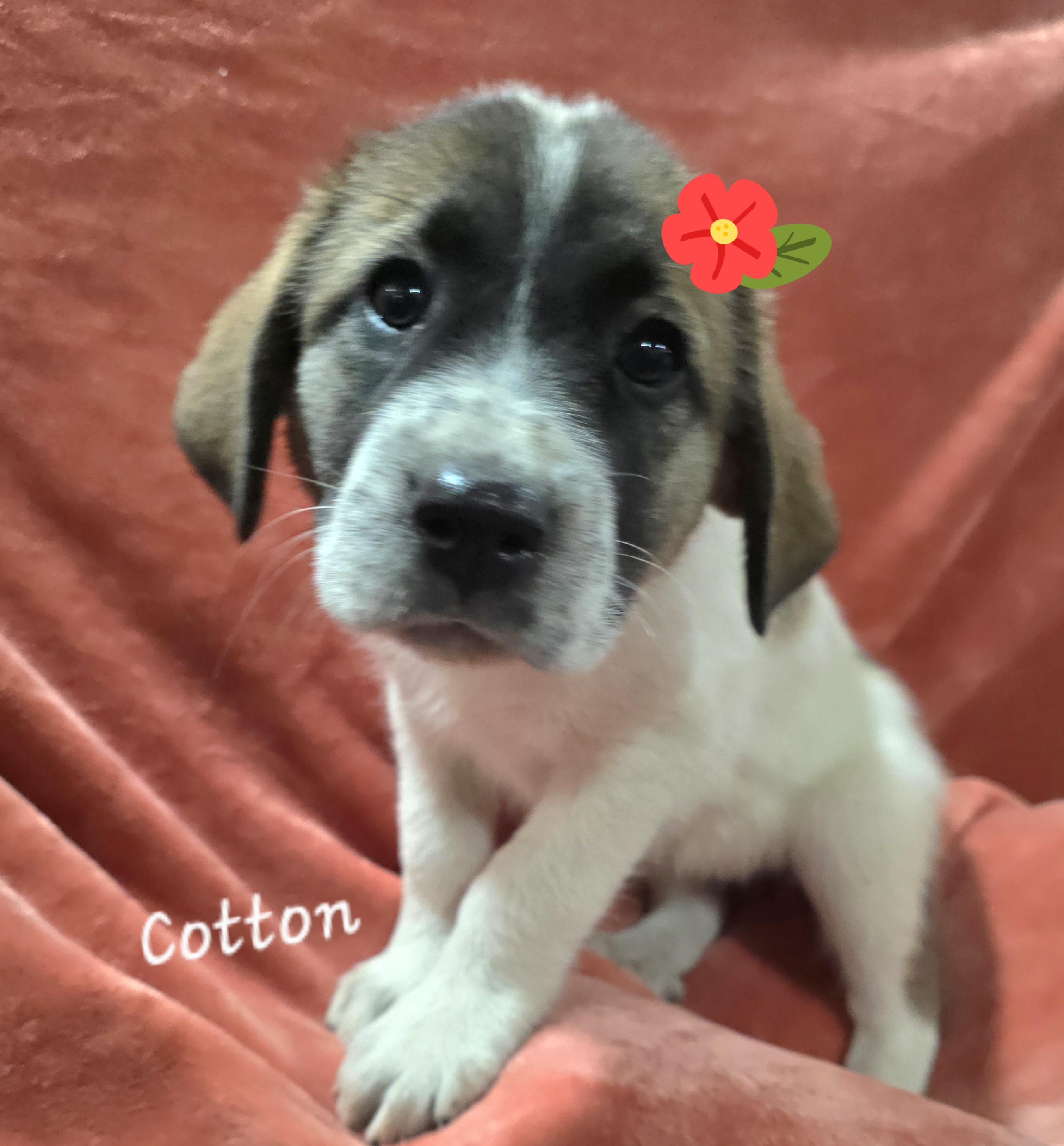 Cotton