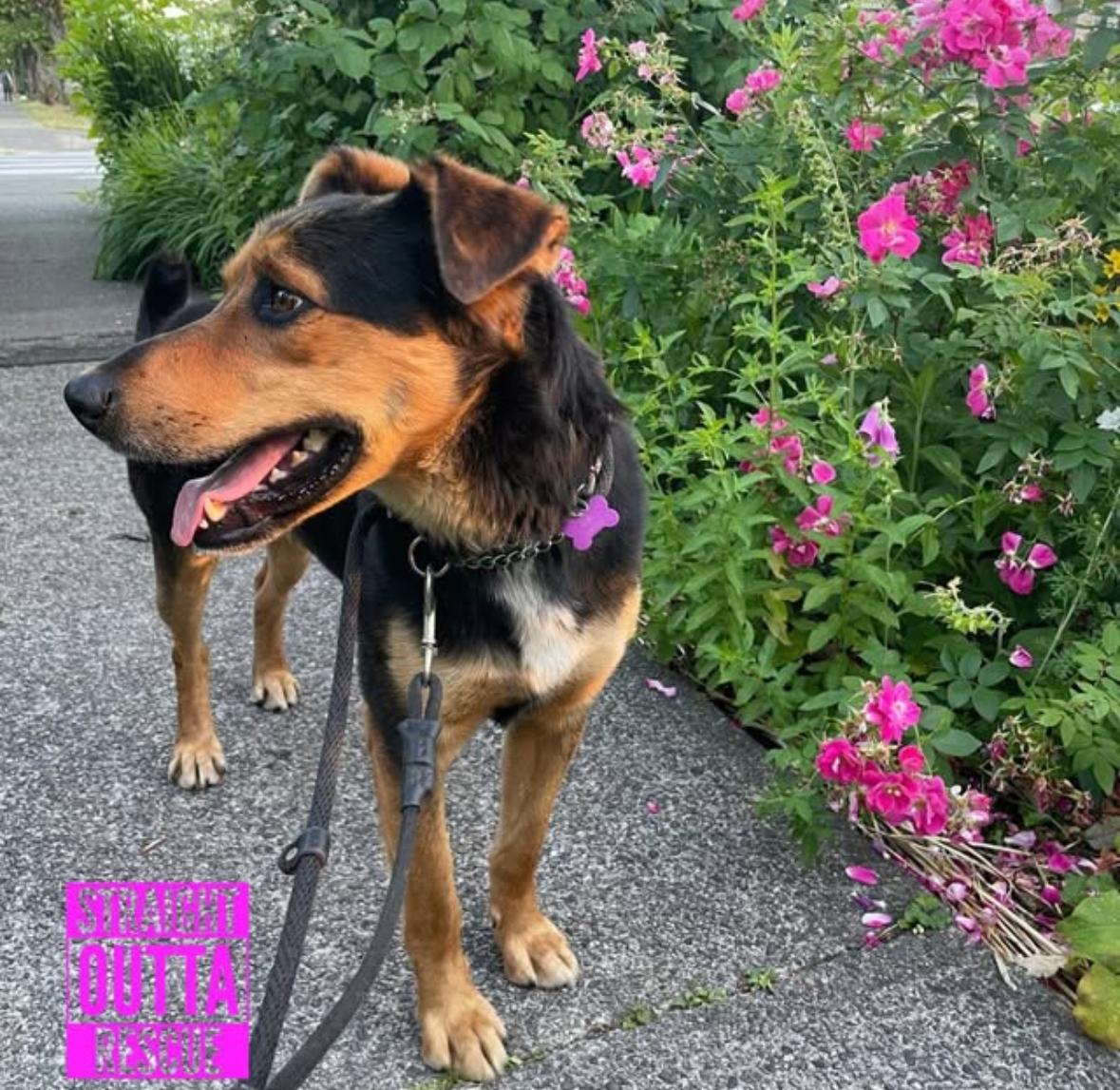 Enlarge Denzie, a Adoptable Shepherd in Vancouver, BC image 3/6