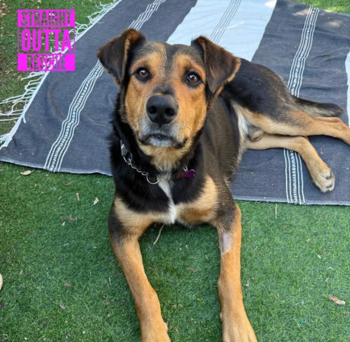 Enlarge Denzie, a Adoptable Shepherd in Vancouver, BC image 2/6