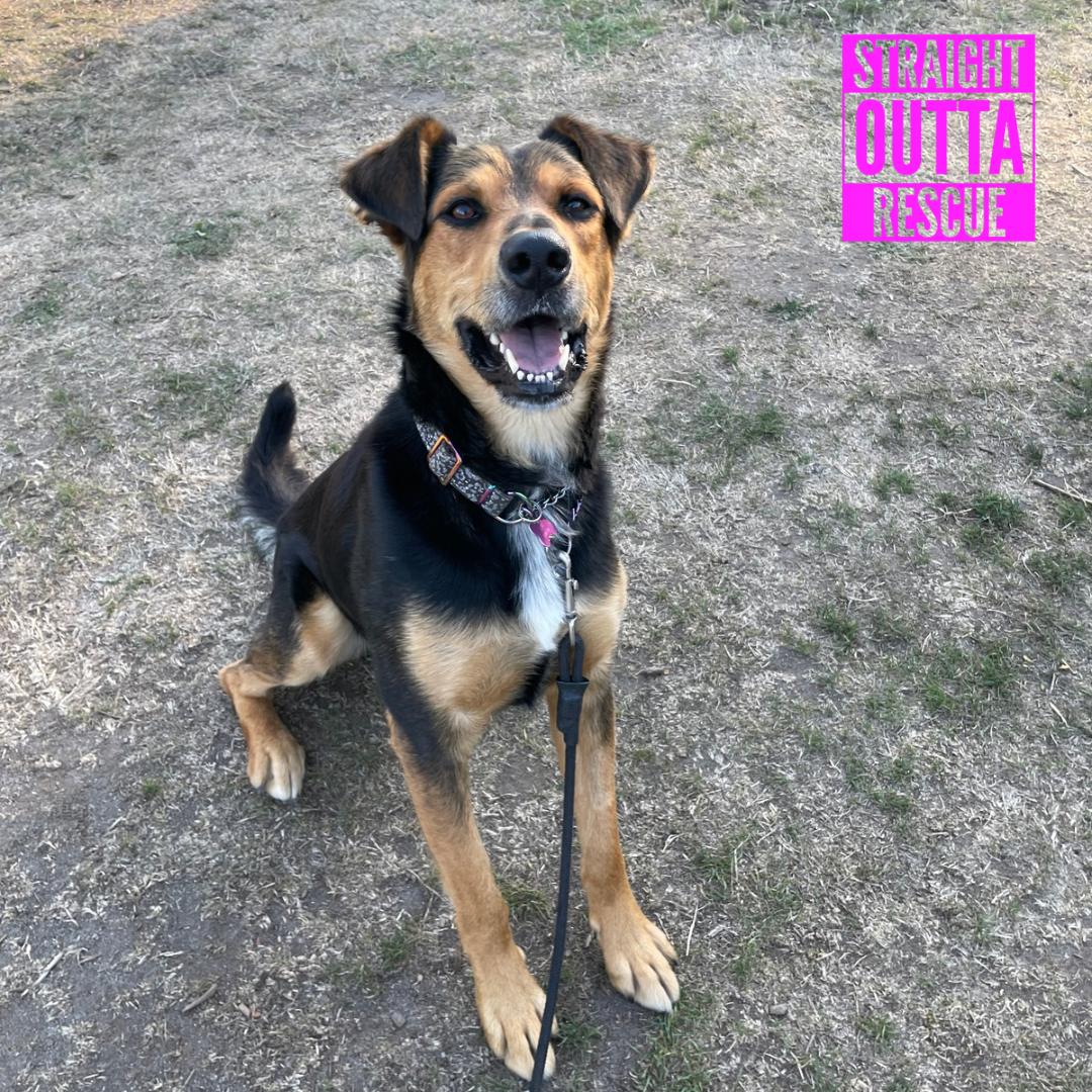 Denzie, Adoptable, Adult Male Shepherd.