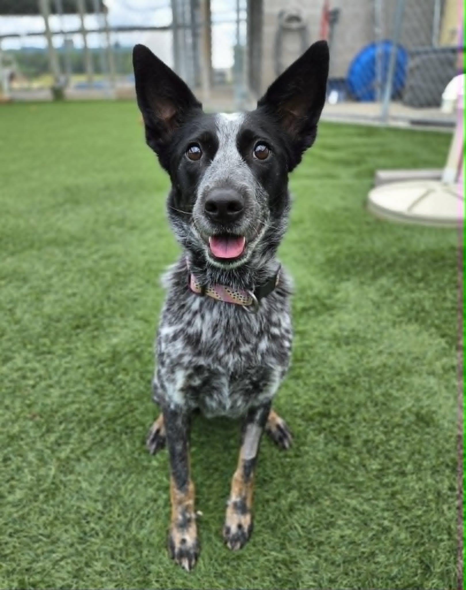 Journey, a ADOPTABLE mixed breed in Sparta, WI image 6/6