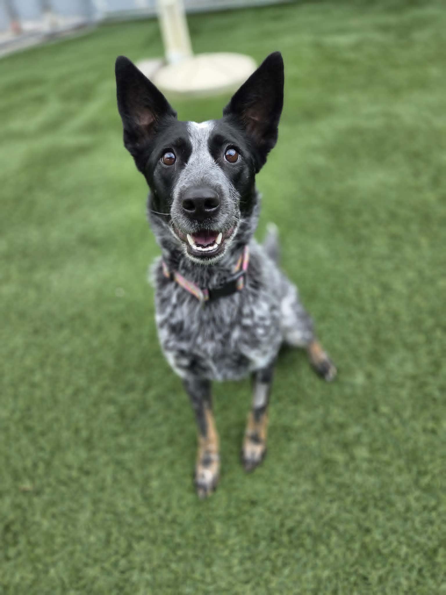 Journey, a ADOPTABLE mixed breed in Sparta, WI image 2/6