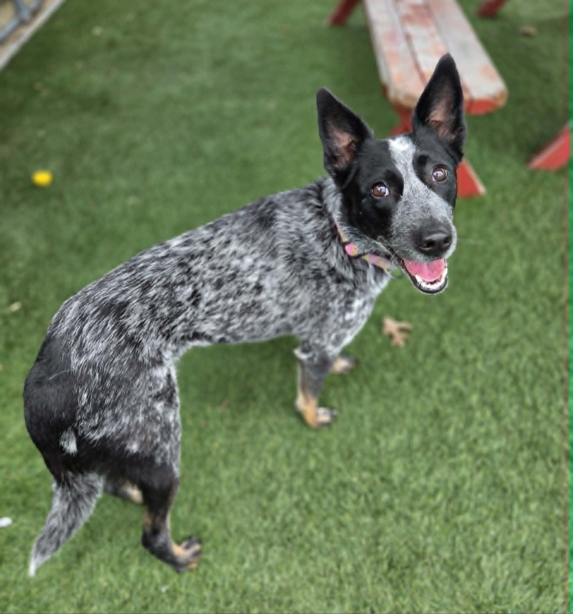 Journey, a ADOPTABLE mixed breed in Sparta, WI image 4/6