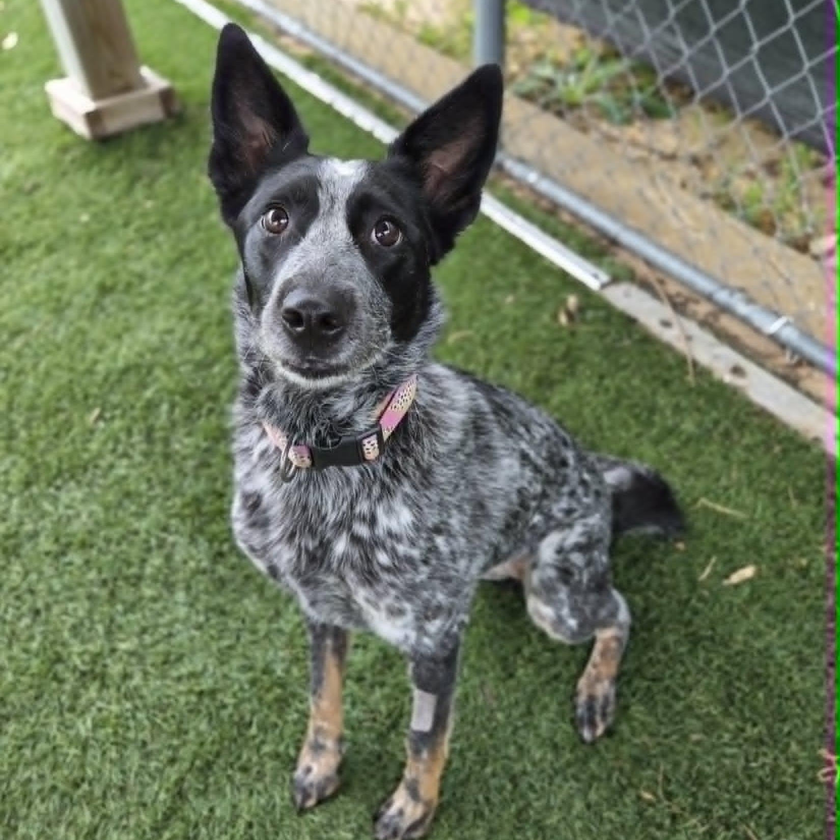 Journey, ADOPTABLE, Adult Female Australian Cattle Dog / Blue Heeler.
