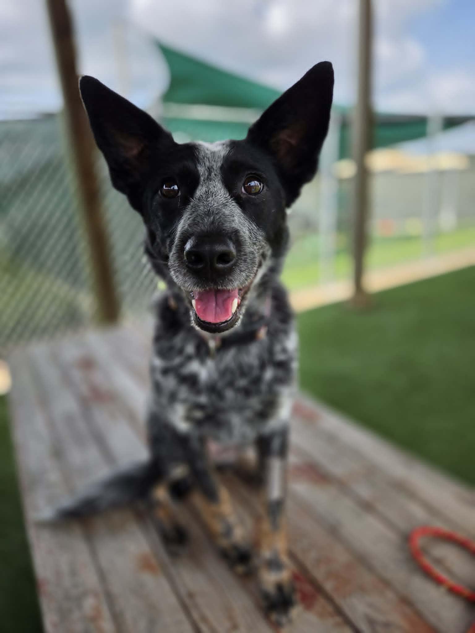 Journey, a ADOPTABLE mixed breed in Sparta, WI image 3/6