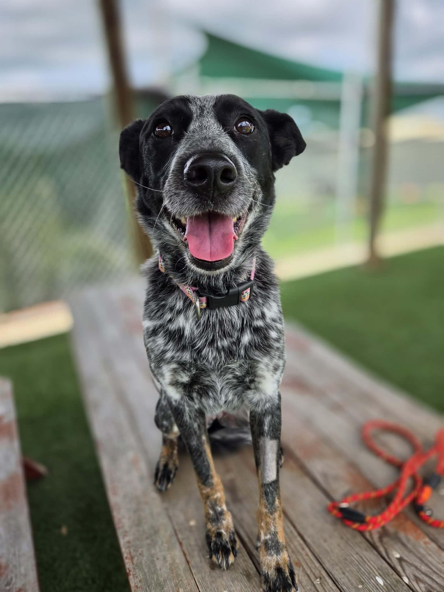 Journey, a ADOPTABLE mixed breed in Sparta, WI image 5/6