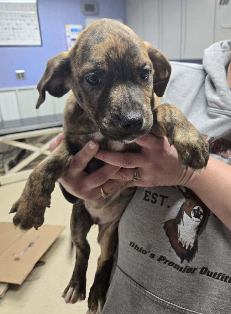 Patsy, Adoptable, Puppy Female Plott Hound.
