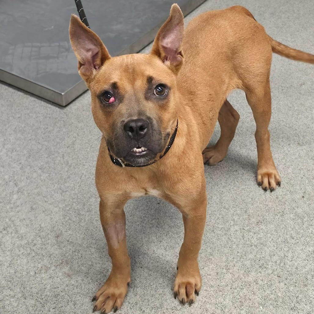 Enlarge Willie, a Adoptable Mixed Breed in Martinsville, VA image 1/2