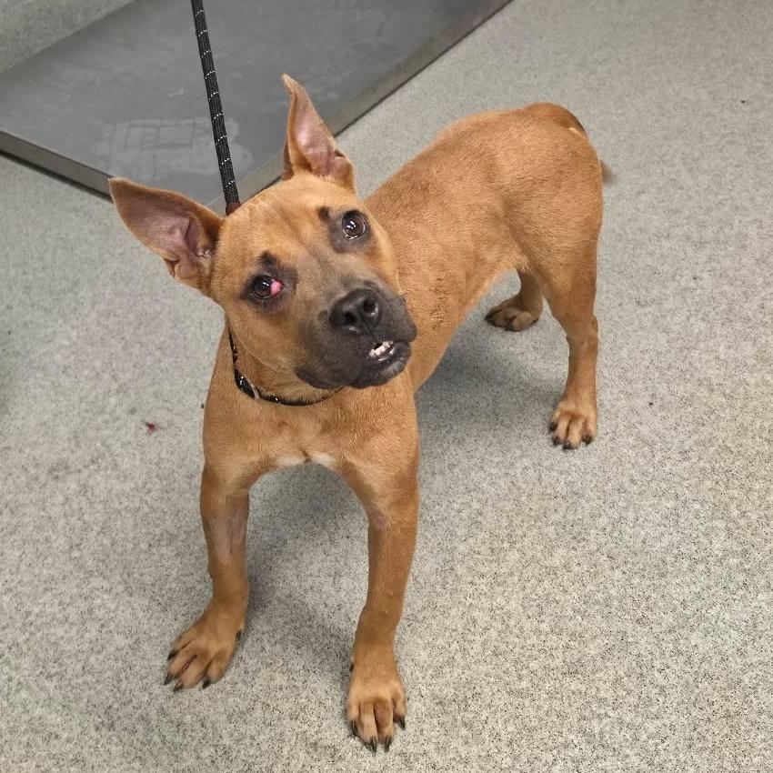 Enlarge Willie, a Adoptable Mixed Breed in Martinsville, VA image 2/2