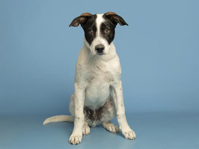 OLLIE, Adoptable, Puppy Male Saint Bernard & Mixed Breed.