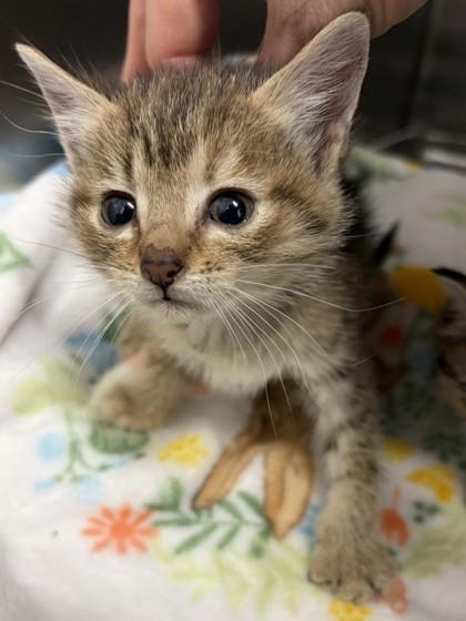 Enlarge Cindy Lou, a ADOPTABLE Domestic Short Hair in Bishop, GA image 1/1