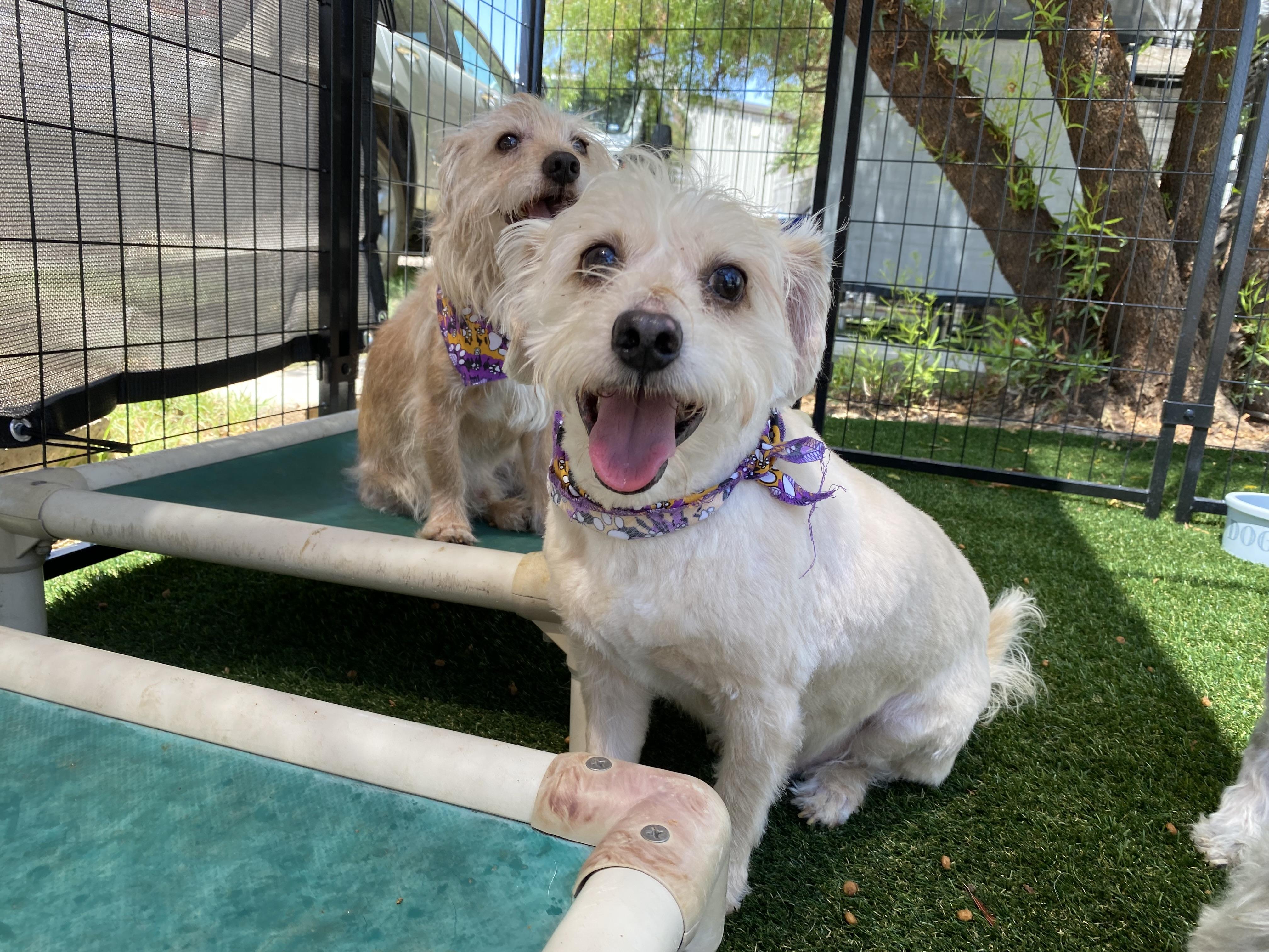 Crosby, Adult Male Terrier