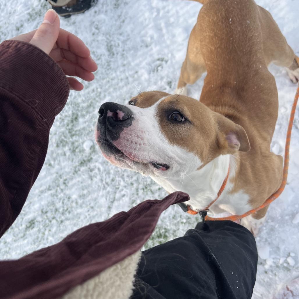 Enlarge Halo, a Adoptable mixed breed in Bristol, IN image 1/6