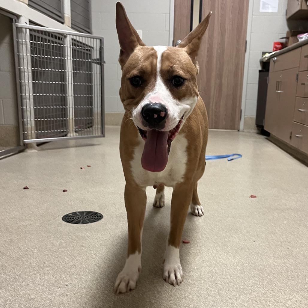 Enlarge Halo, a Adoptable mixed breed in Bristol, IN image 2/6