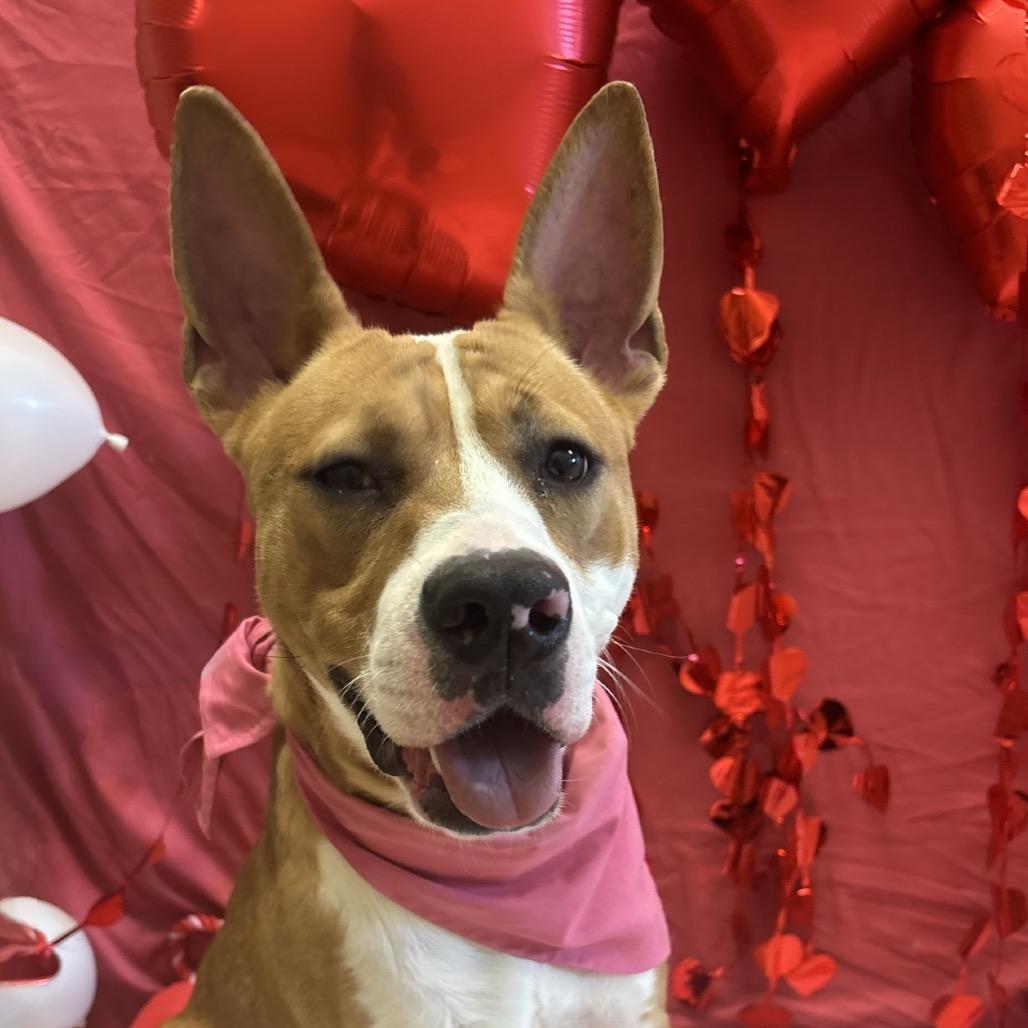 Enlarge Halo, a Adoptable mixed breed in Bristol, IN image 3/6