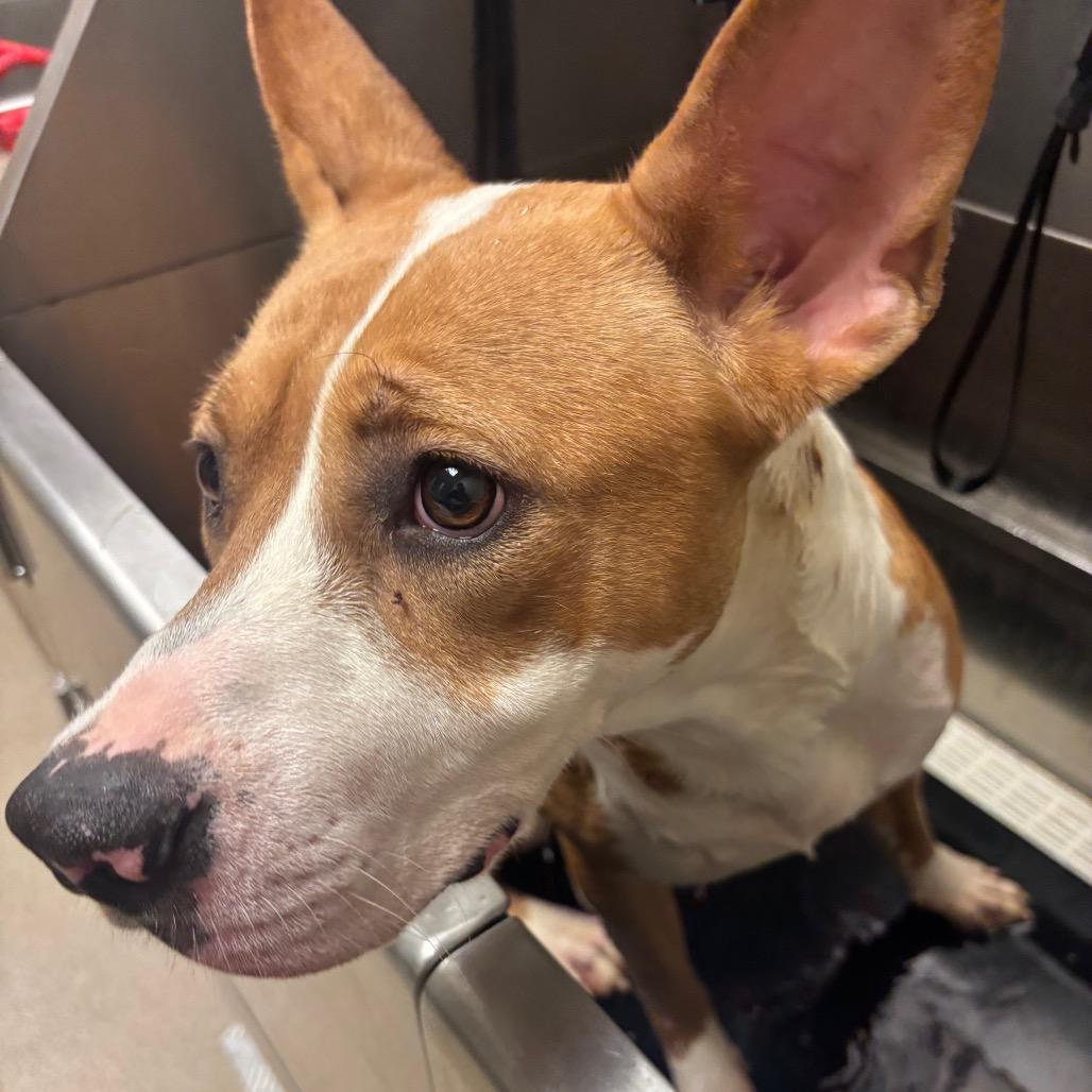 Enlarge Halo, a Adoptable mixed breed in Bristol, IN image 4/6