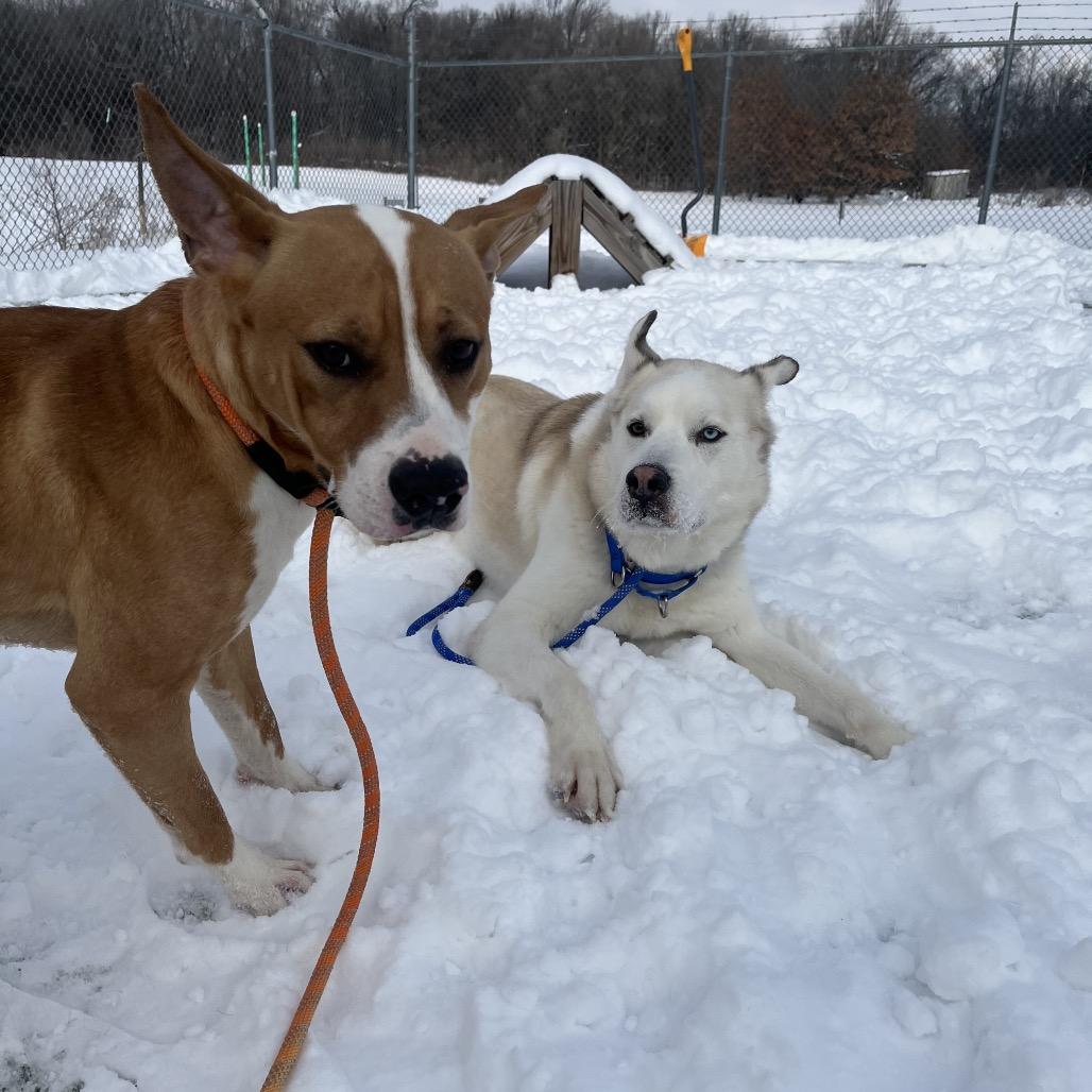 Enlarge Halo, a Adoptable mixed breed in Bristol, IN image 5/6