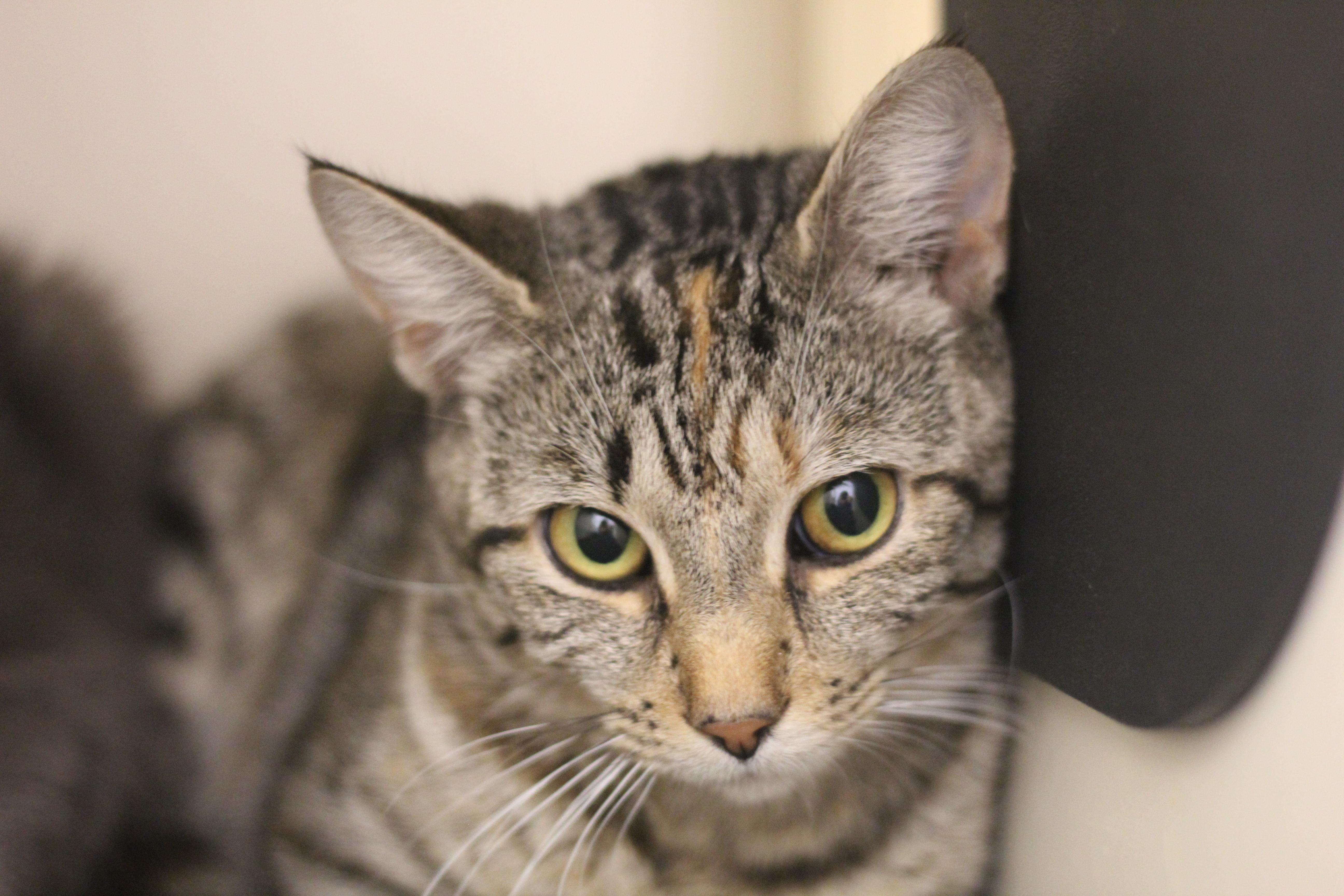 Enlarge Gabby, a Adoptable Domestic Short Hair in Cooperstown, NY image 2/2