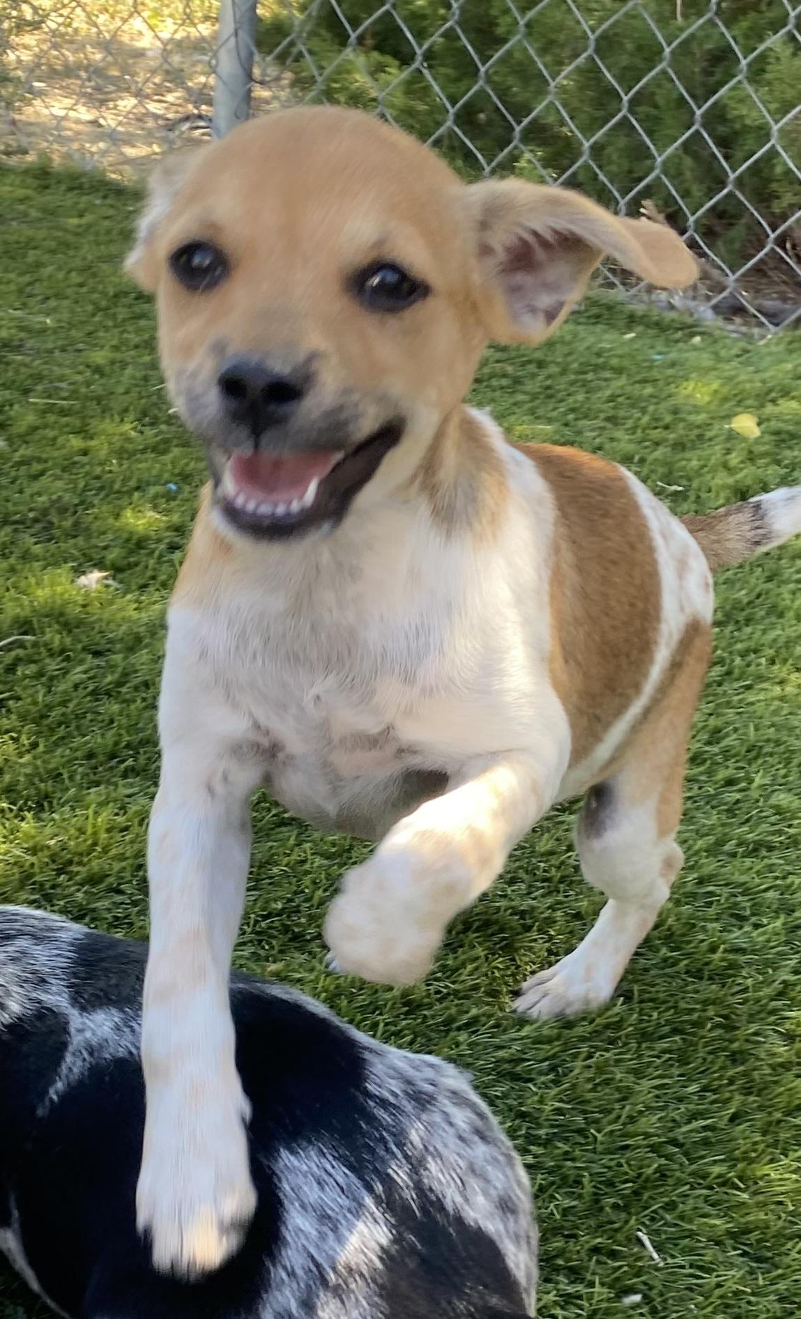 Saturn, adoptable, Puppy Male Chihuahua.