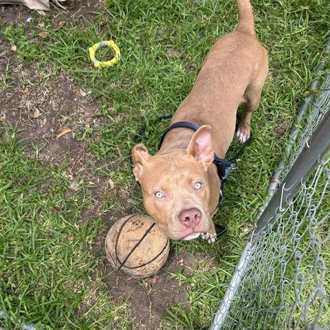 Bubba, Adoptable, Young Male Pit Bull Terrier.