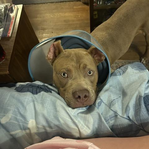 Enlarge Bubba, a Adoptable Pit Bull Terrier in Dallas, TX image 2/5