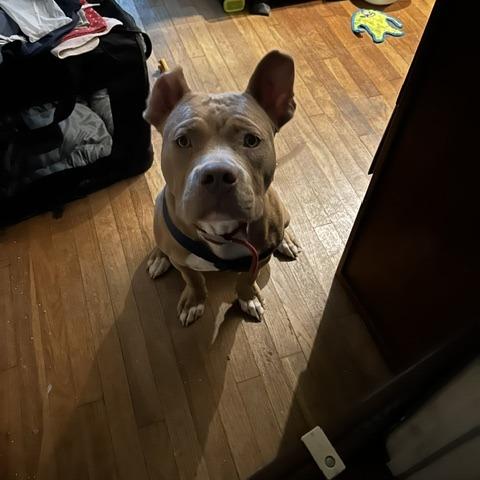 Enlarge Bubba, a Adoptable Pit Bull Terrier in Dallas, TX image 3/5