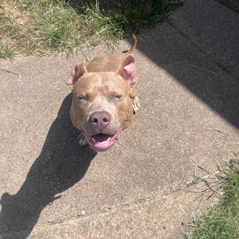 Enlarge Bubba, a Adoptable Pit Bull Terrier in Dallas, TX image 4/5