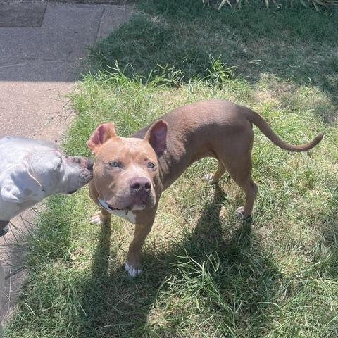 Enlarge Bubba, a Adoptable Pit Bull Terrier in Dallas, TX image 5/5