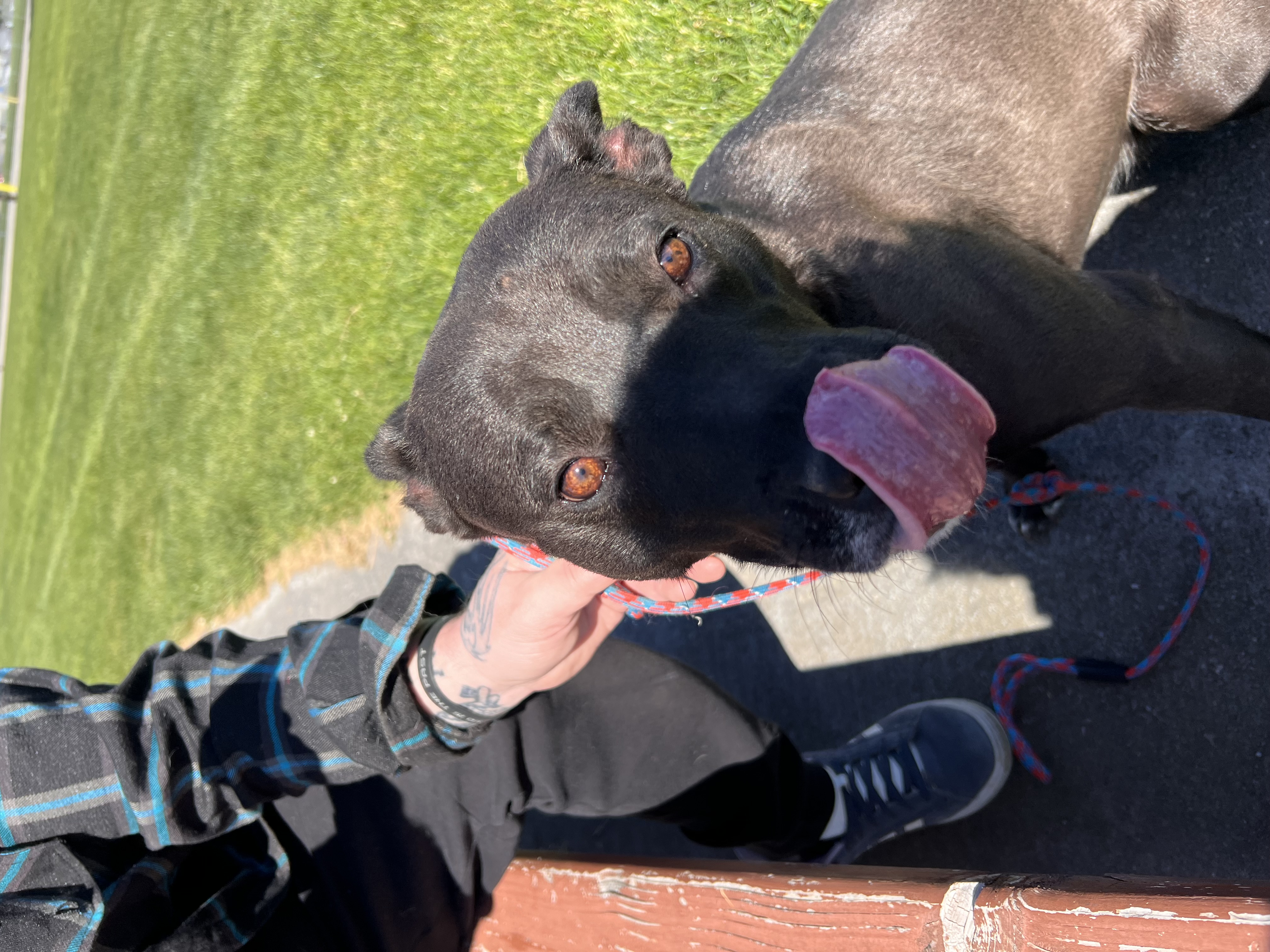 Enlarge Lucy, a Adoptable mixed breed in Pasco, WA image 2/5