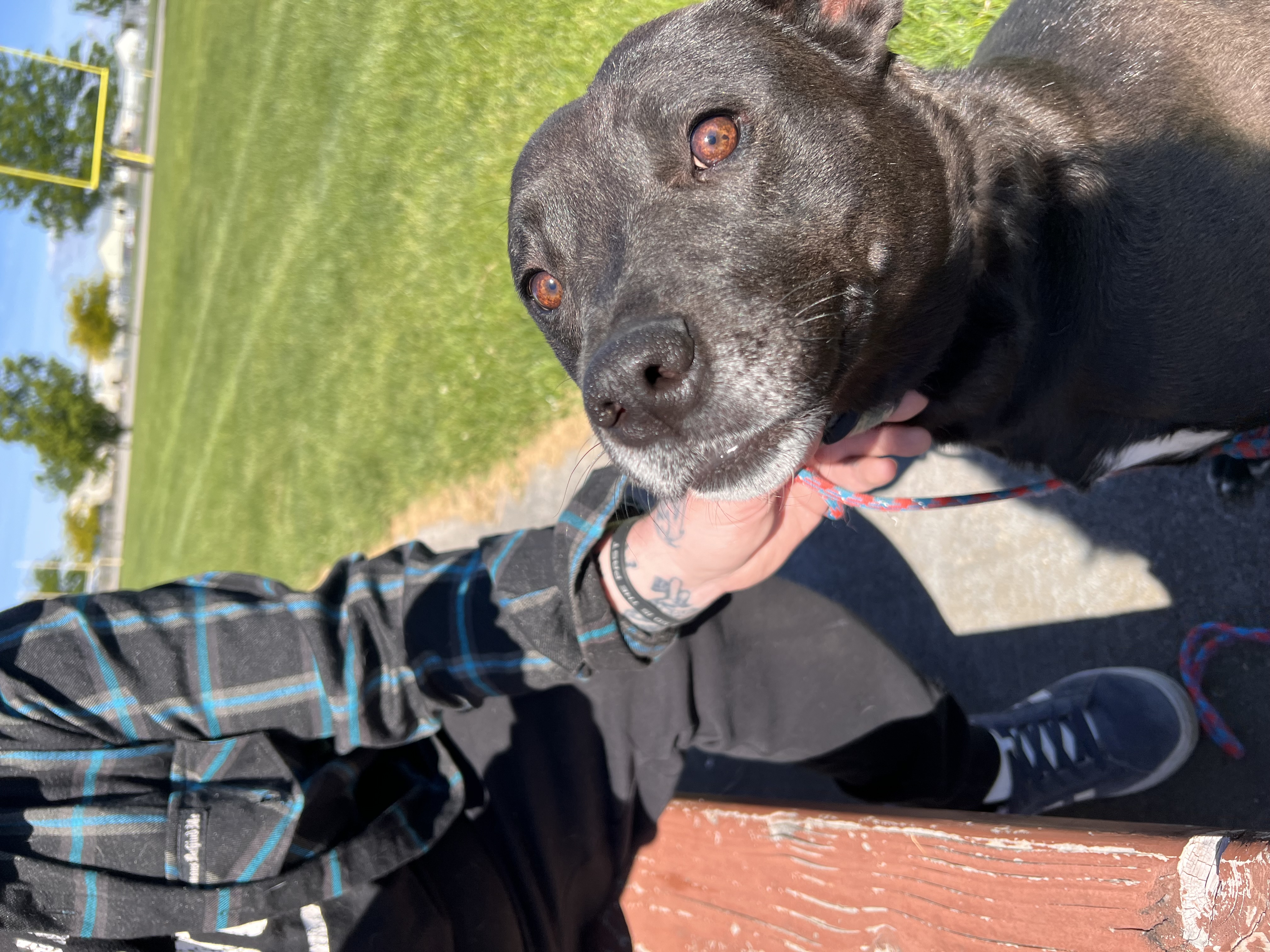 Enlarge Lucy, a Adoptable mixed breed in Pasco, WA image 3/5