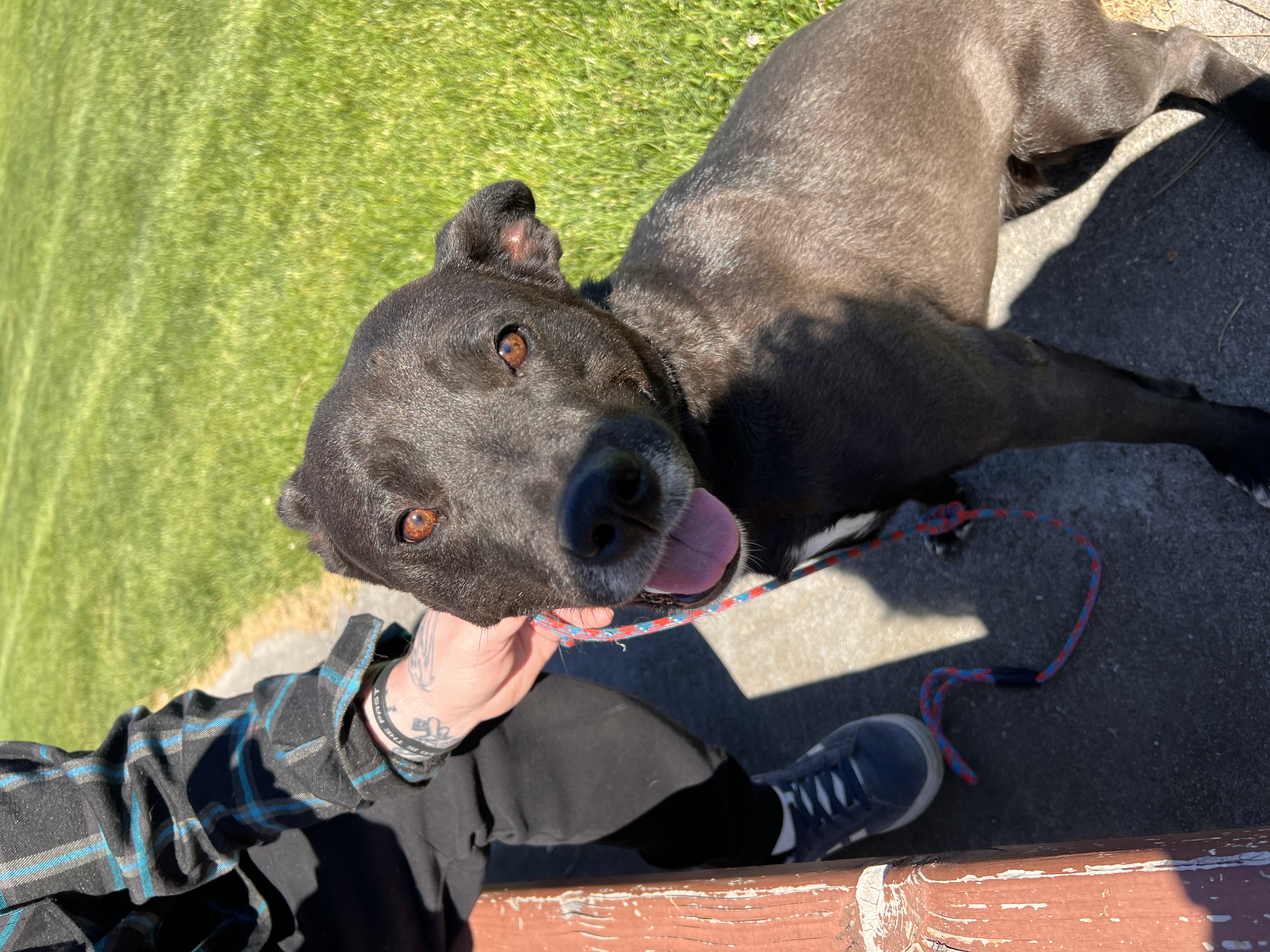 Enlarge Lucy, a Adoptable mixed breed in Pasco, WA image 4/5