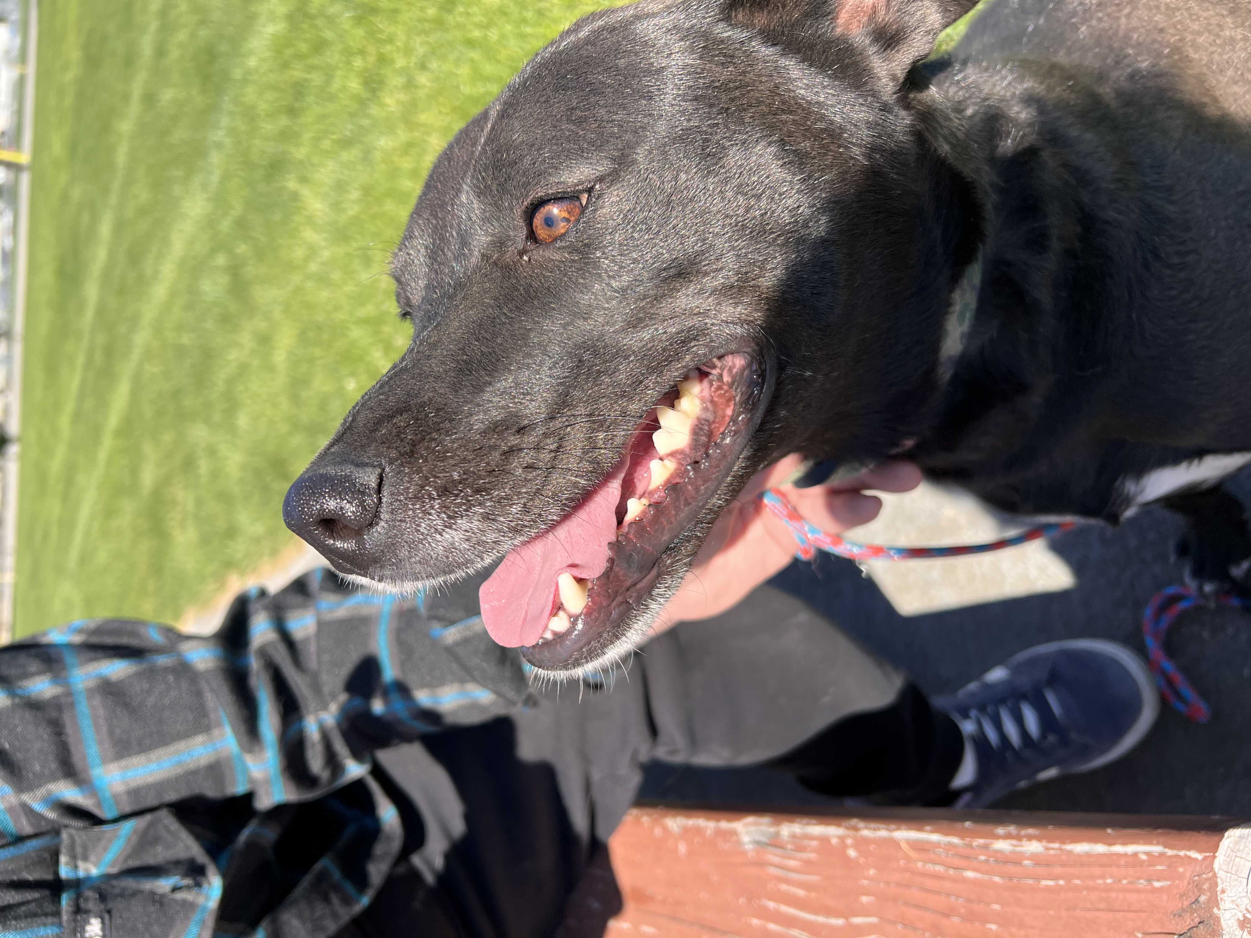 Enlarge Lucy, a Adoptable mixed breed in Pasco, WA image 1/5