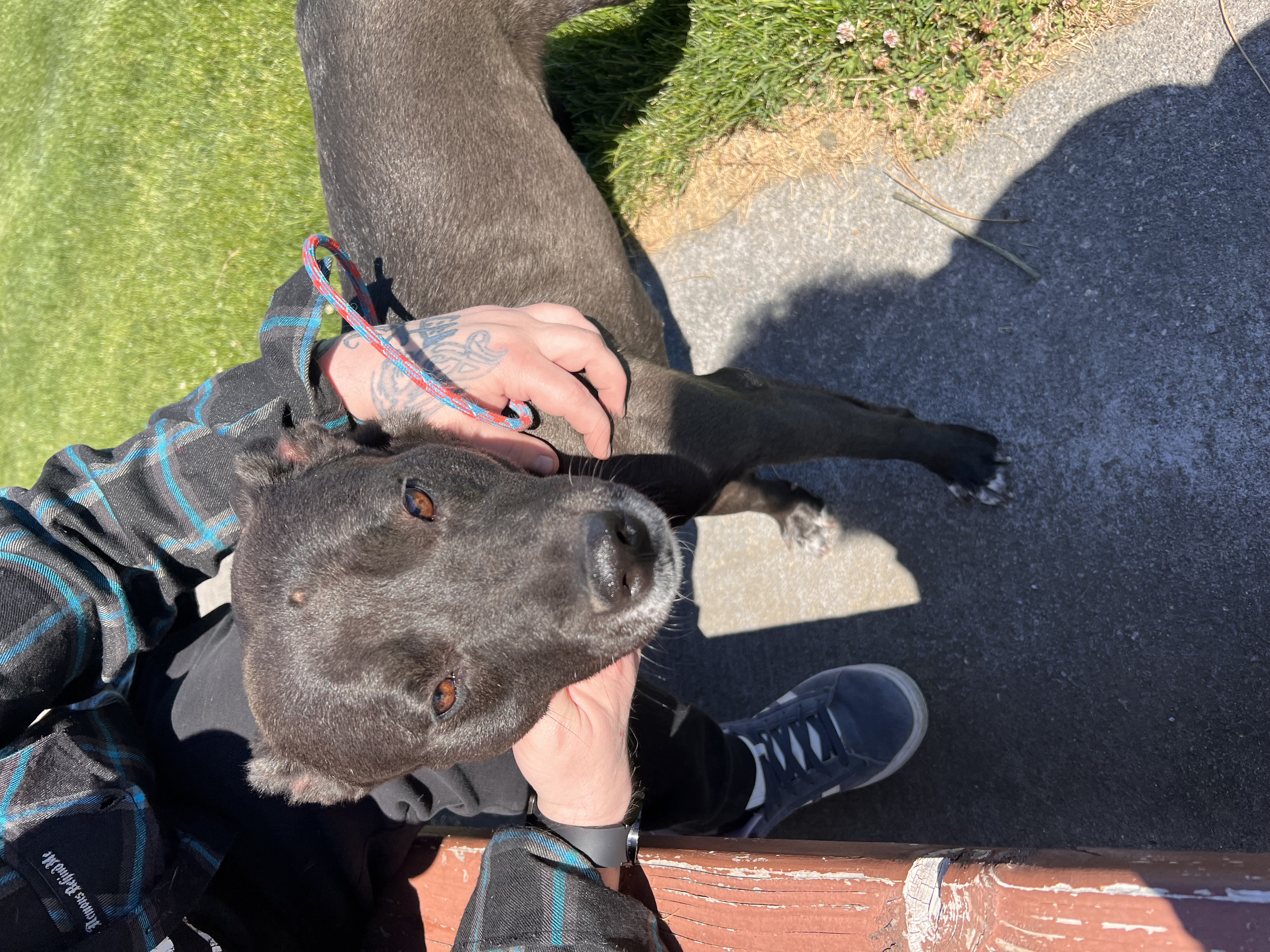 Enlarge Lucy, a Adoptable mixed breed in Pasco, WA image 5/5