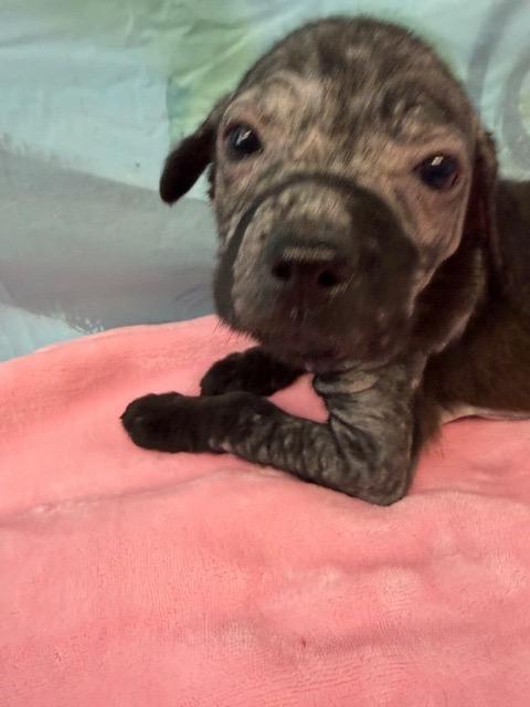 Enlarge Verna 26, a Adoptable mixed breed in Brookhaven, MS image 1/5