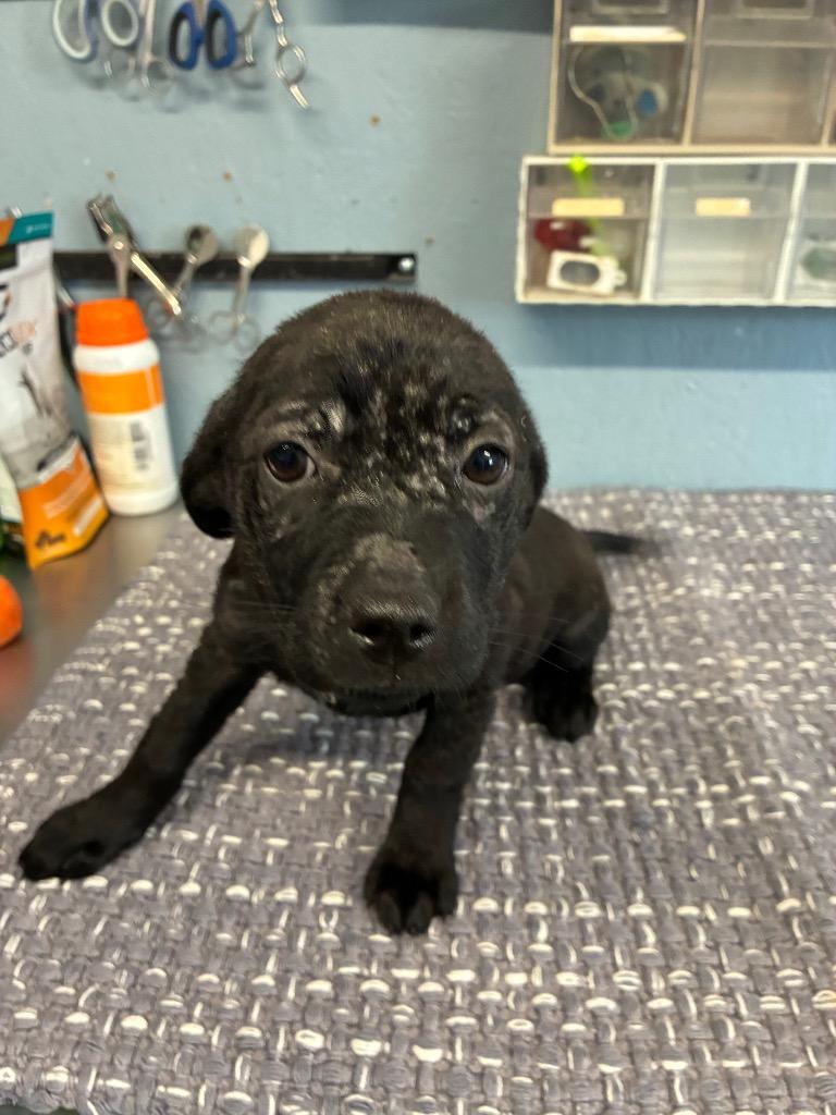 Enlarge Verna 26, a Adoptable mixed breed in Brookhaven, MS image 2/5
