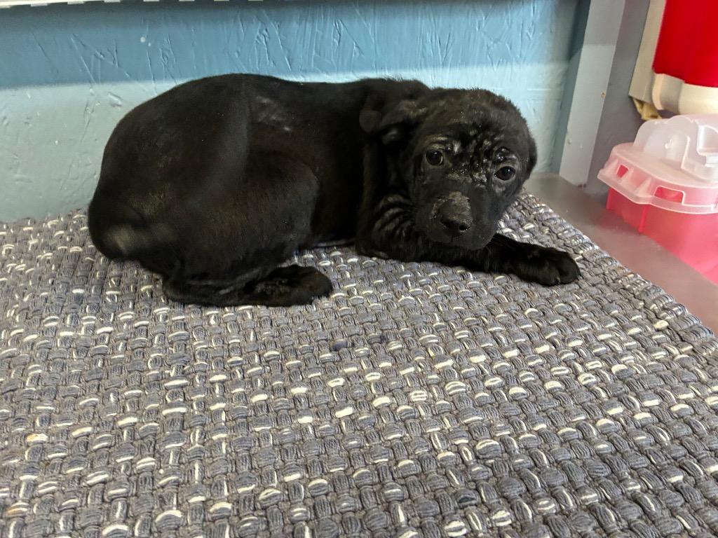 Enlarge Verna 26, a Adoptable mixed breed in Brookhaven, MS image 3/5