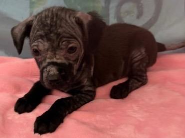 Enlarge Verna 26, a Adoptable mixed breed in Brookhaven, MS image 4/5